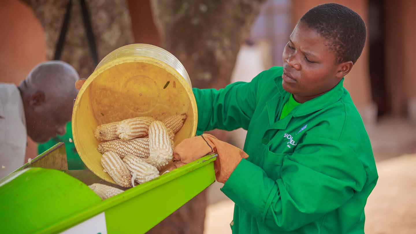 Maize shelling is the process of separating the maize kernels from the cobs and this prepares the crop for storage, sale, or processing. (Courtesy pics)