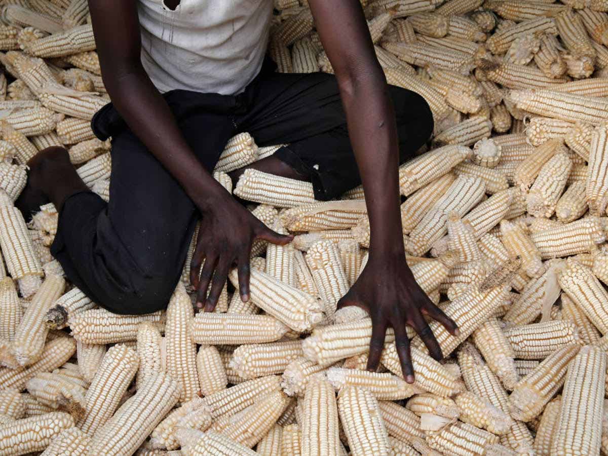 Choosing the right maize shelling method depends on a number of factors, including the size of harvest, available resources, availability of labour and cost of shelling the grain.