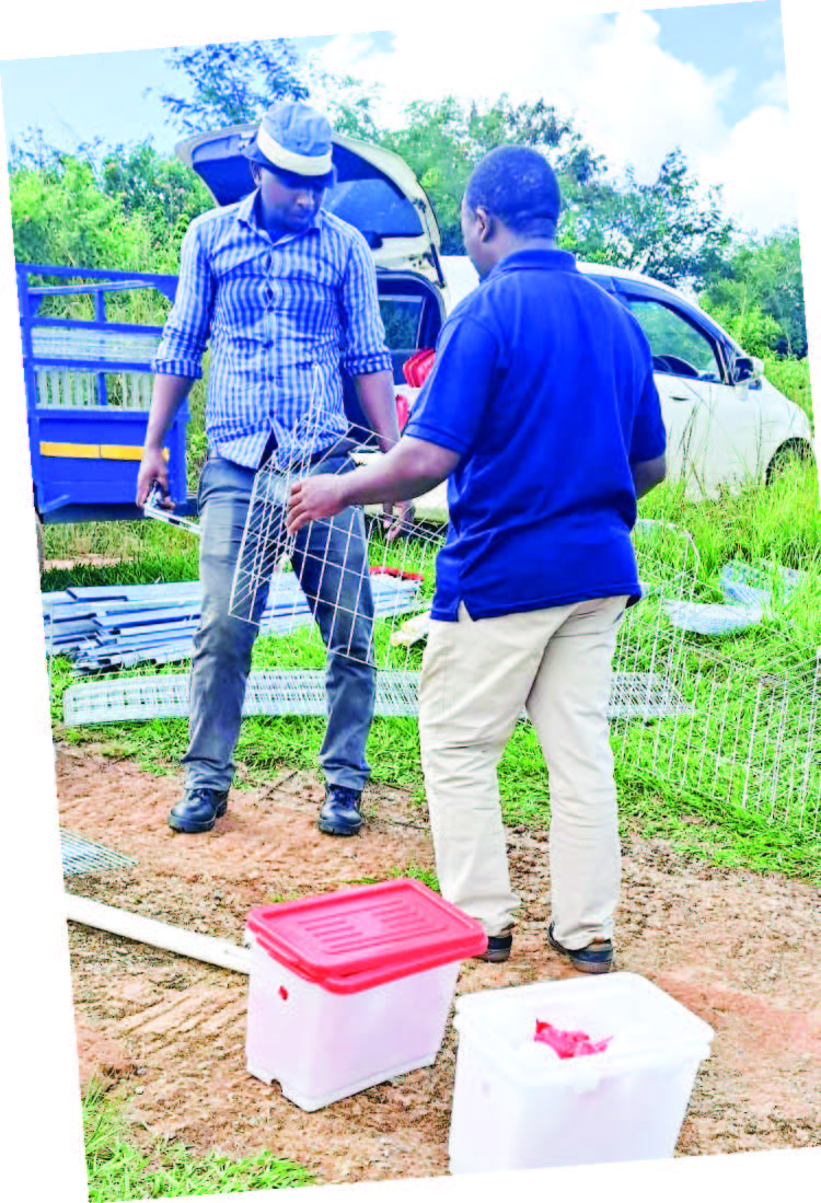 GPI MD Wandile Simelane and his team assembling one of the cages at the client’s location.