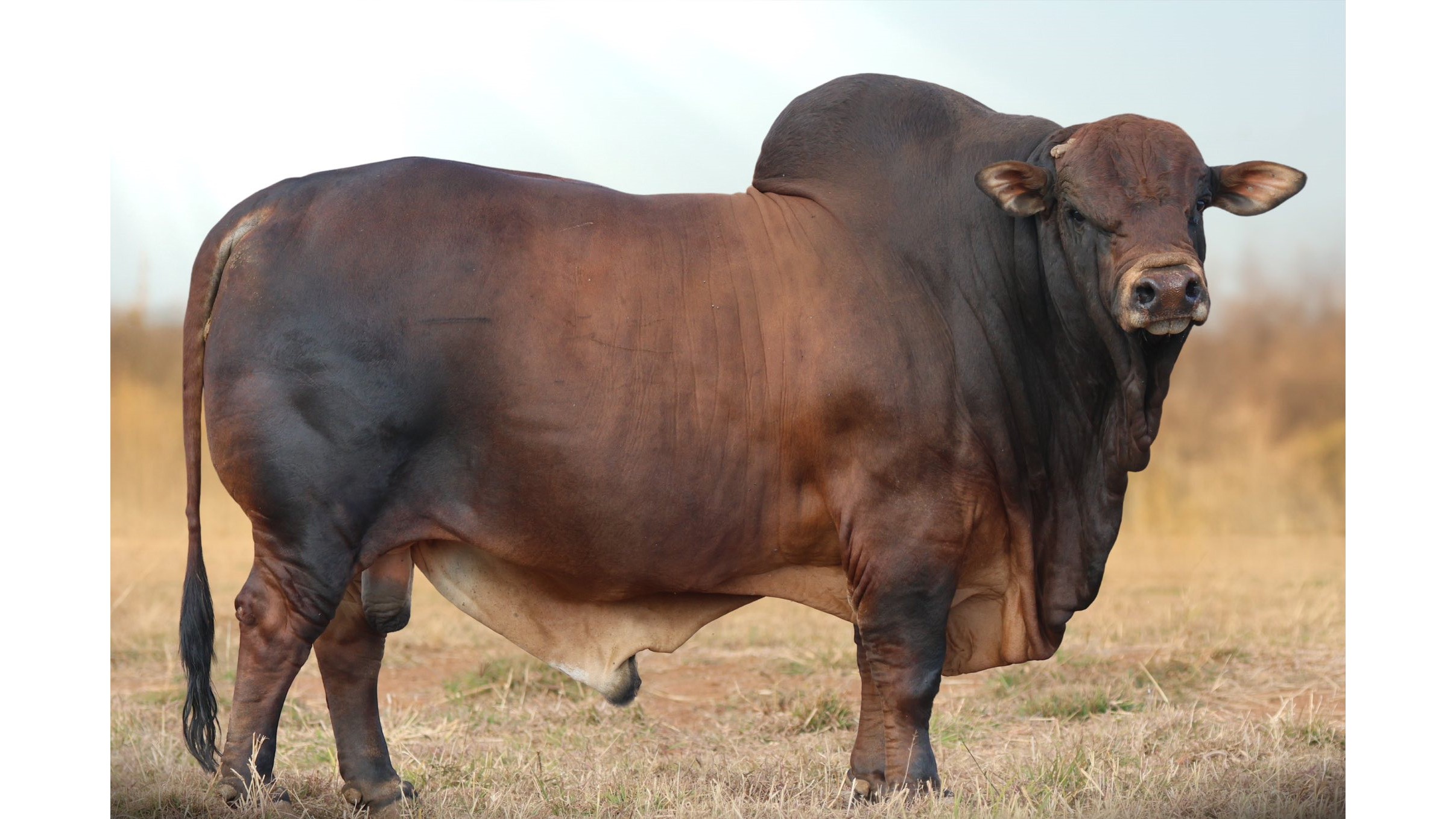 Bull sold for R2m at Mosdene Boran Stud