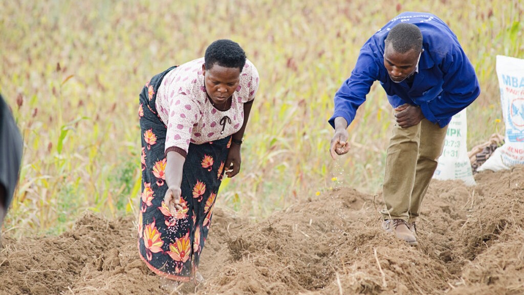 Guide to choosing, preserving quality seeds