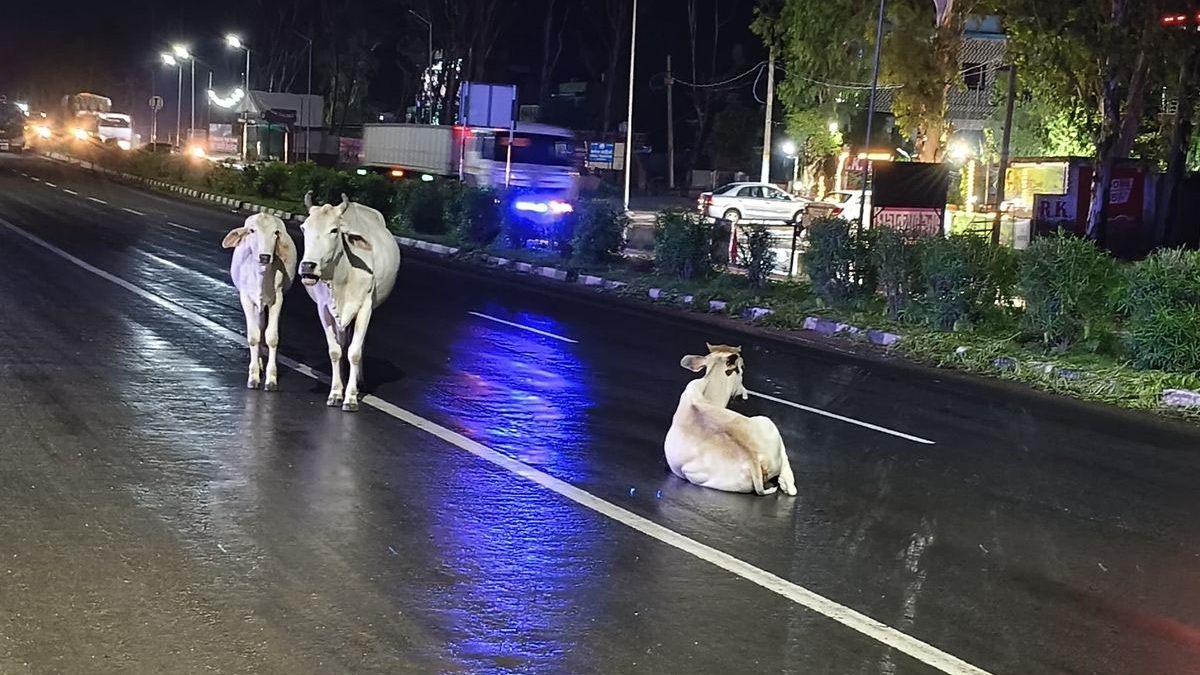 Stray animals a menace at night - kill your speed